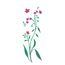2224---10x30-Simples---Flor-Miosotis