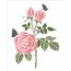 3210---20x25-Simples---Flor-Rosas-e-Borboleta