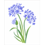 3440---20X25-Simples---For-Agapanthus