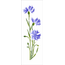 3459---10x30-Simples---Flores-Centaurea-Cyanus