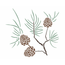 pinhas-